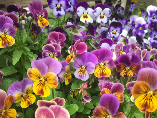 The Farm at Miller's Crossing flowers